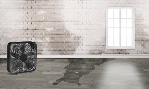 Best Mold removal after water damage  in Oildale, CA